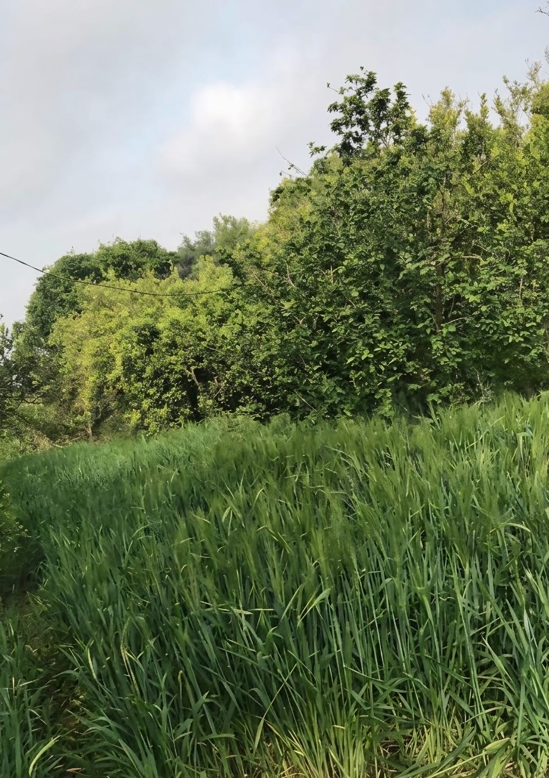 Farm for sale in Houara, Agadir — photo 1